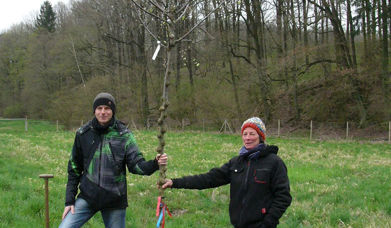 Wie pflanze ich einen Baum?