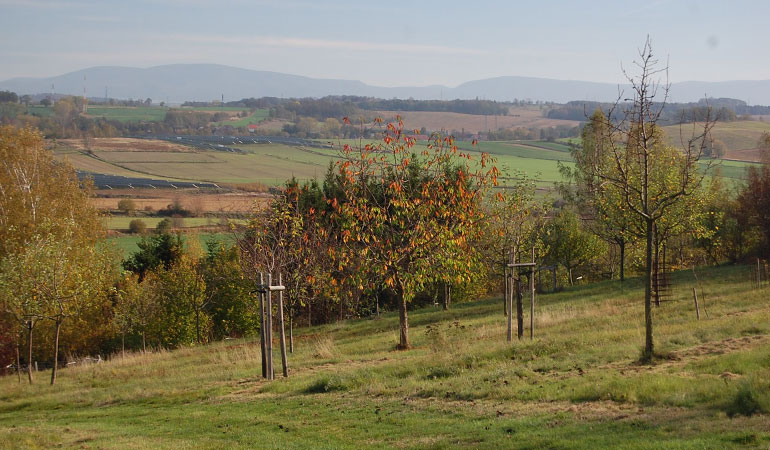 Wie ist die Definition für einen „Baum“?