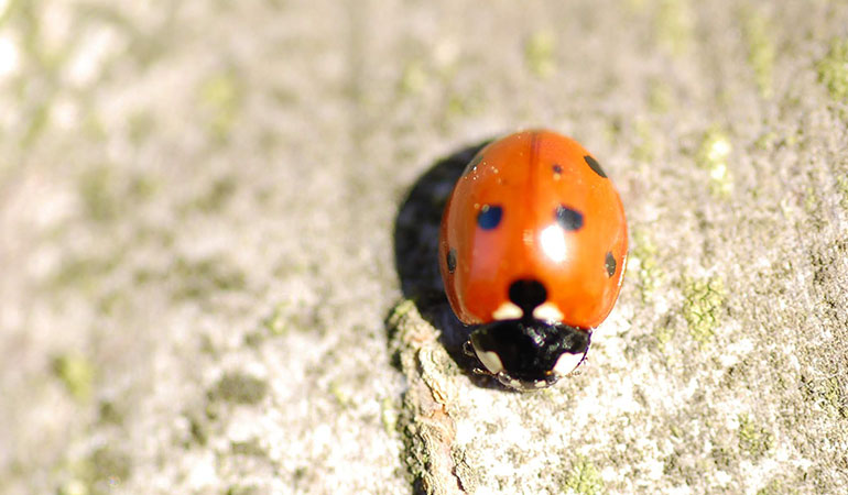 Wann soll gepflanzt werden?