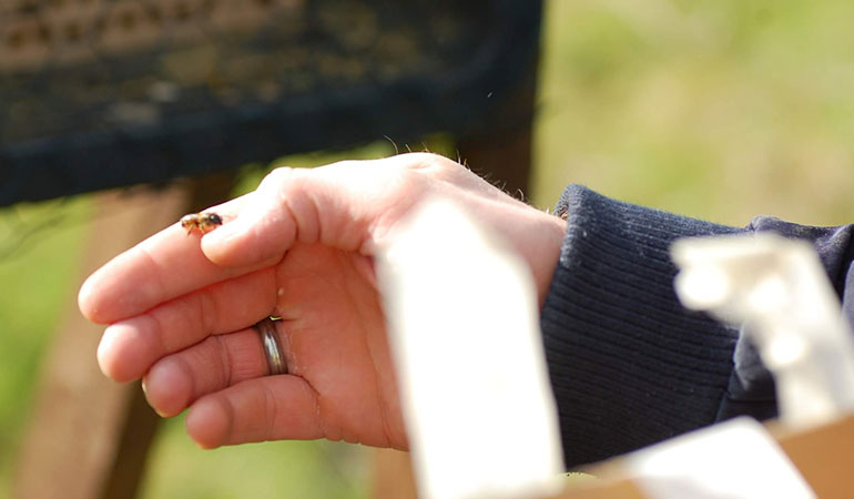 Ich würde gerne teilnehmen, allerdings nicht in der Lage selbst zu pflanzen.