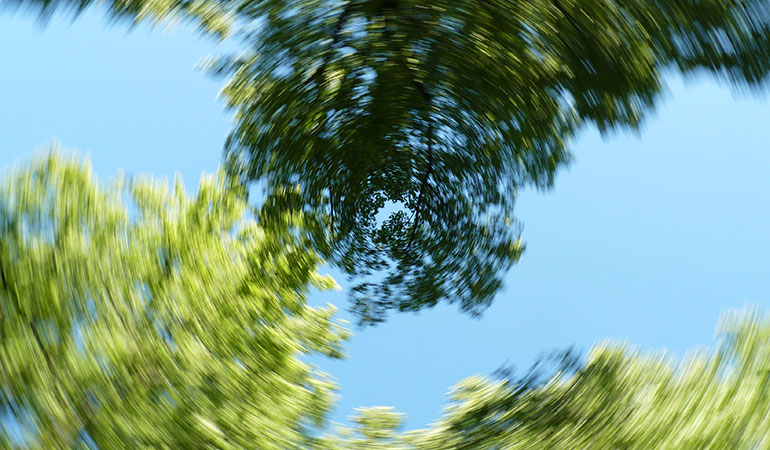 Welche Bäume sollen gepflanzt werden?