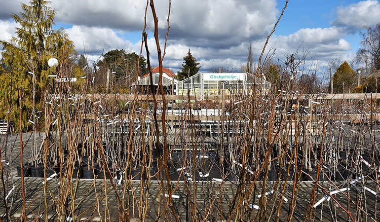 Baumschule Schwartz in Löbau